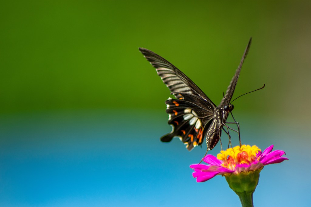 close up shot of a butterfly on a flower with blurry out of focus background in green and blue.