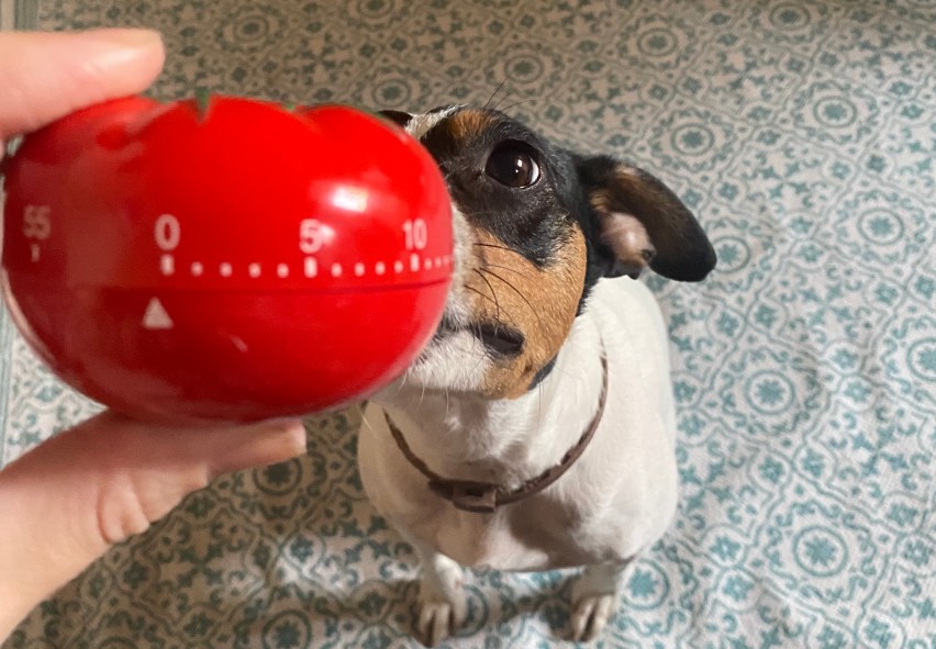 dog sniffing tomato timer