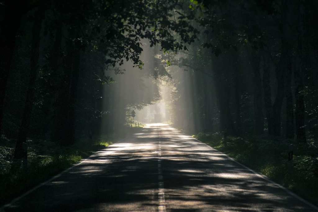 sunlit forest road in Scotland