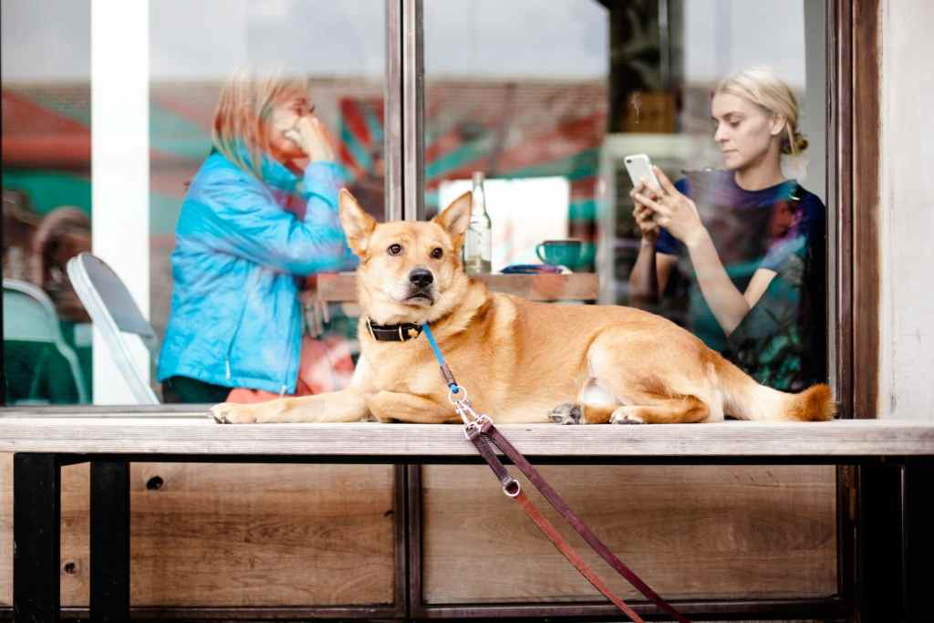 Phubbing is ruining your relationships with your dog