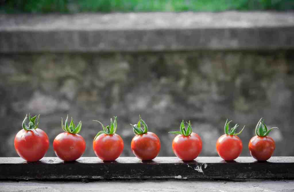 Row of cherry tomatoes on a wall outside in a green garden